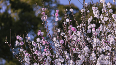 桜・維新公園７