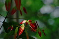 セイロンニッケイ