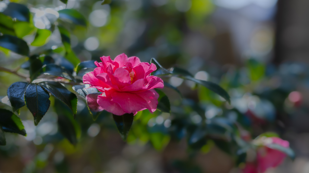 山茶花・２２＿１８