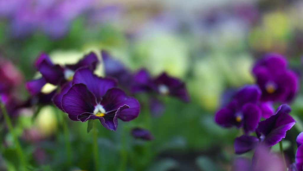 パンジー・４１