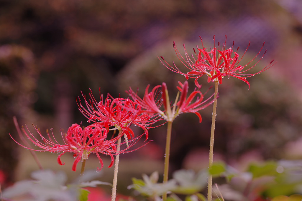 彼岸花１＿２０