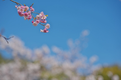 桜・３１＿１４