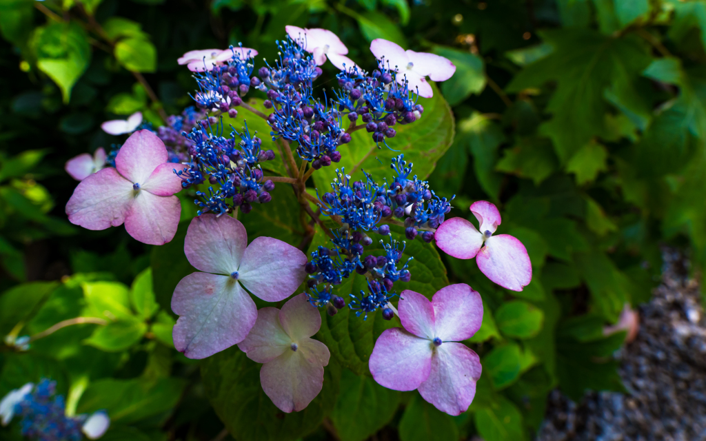 紫陽花・２＿３