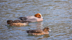 維新公園の野鳥達＿３