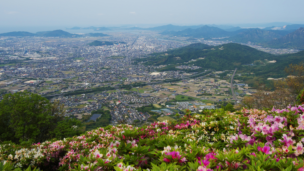 大平山 山頂公園のツツジ＿１９・２３