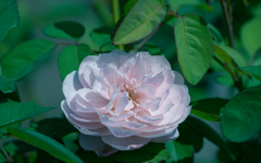 秋薔薇＿１２