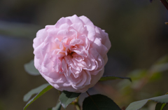 秋薔薇＿２