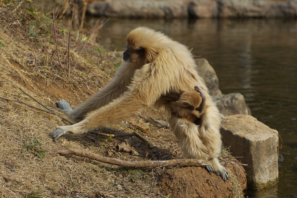 シロテナガザル・７