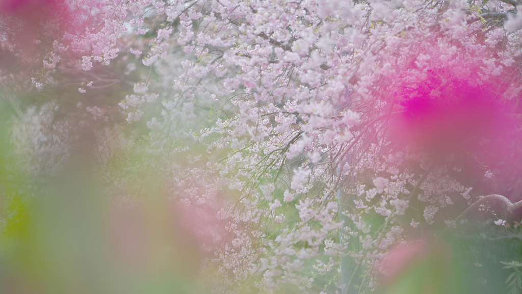 しだれ桜・１９＿３