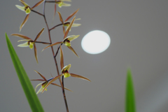 照　月