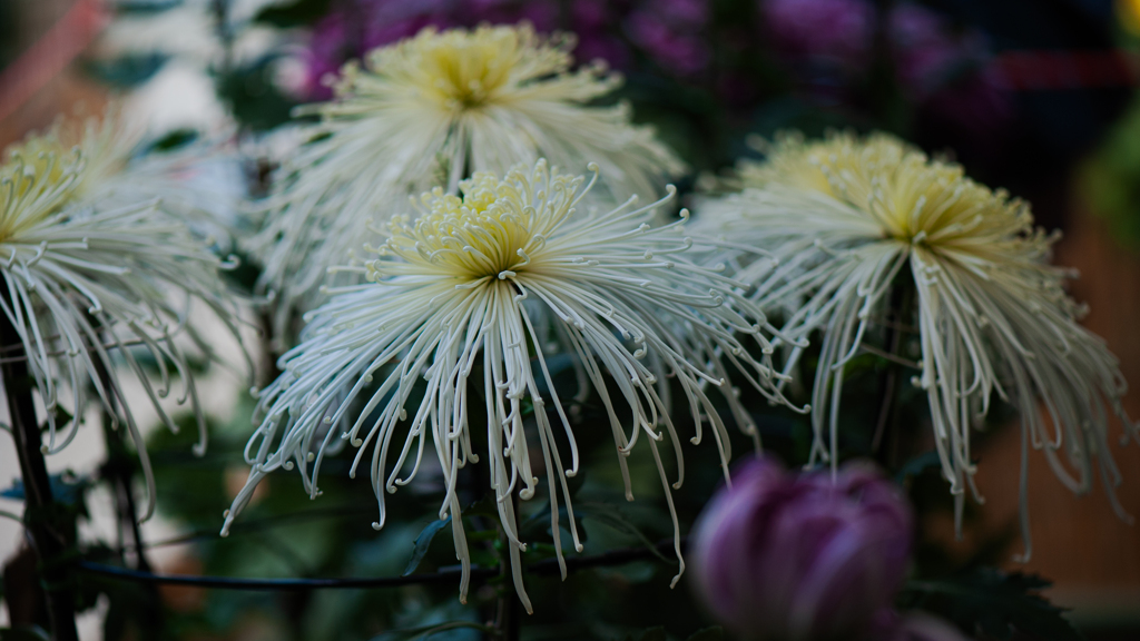 菊　花＿２