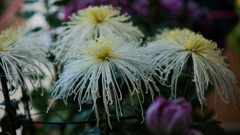 菊　花＿２