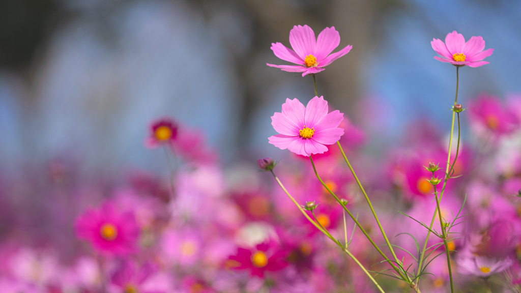 秋　桜＿１4