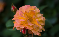 スヴィニールド　アンネ　フランク