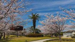 桜・ときわ公園９