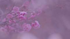 梅花３０＿３