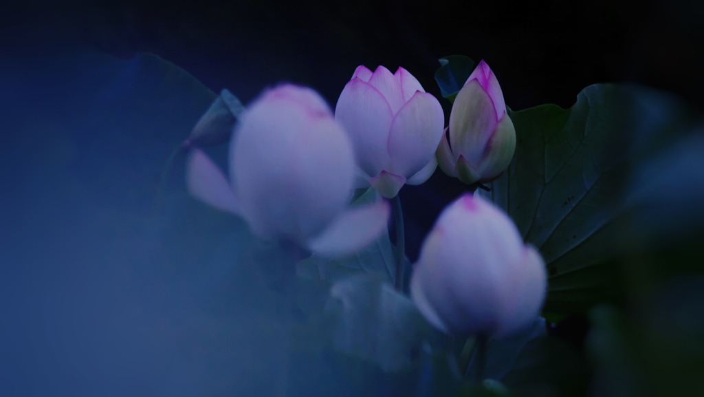 孫文蓮＿３０−１０
