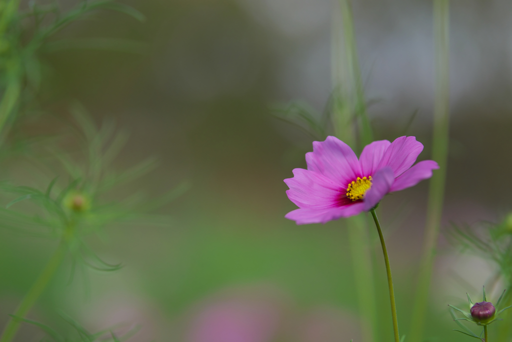 秋　桜・１＿４２