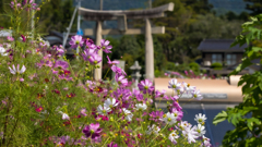 秋桜・３＿１