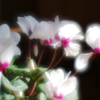 ソフトフォーカス・花８
