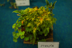 山野草・７