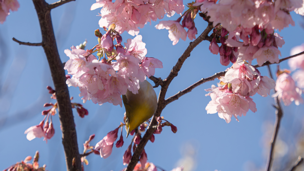 河津桜＿２５