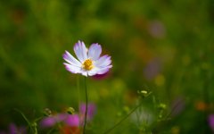 秋桜・６＿４