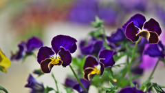 パンジー・１６