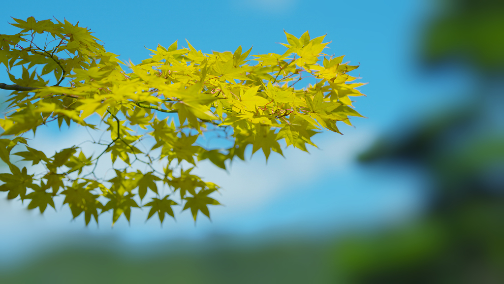 秋の彩り・２２