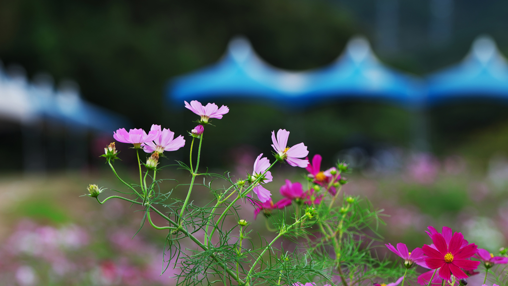 秋桜・２１
