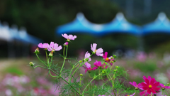 秋桜・２１