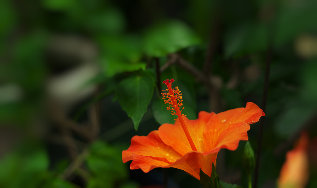 ハイビスカス・９