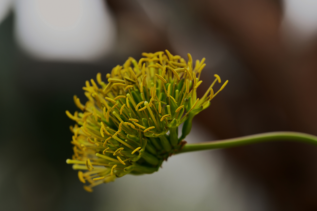 雷神の花２