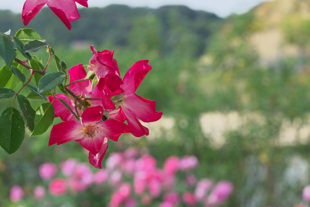 秋薔薇・２７