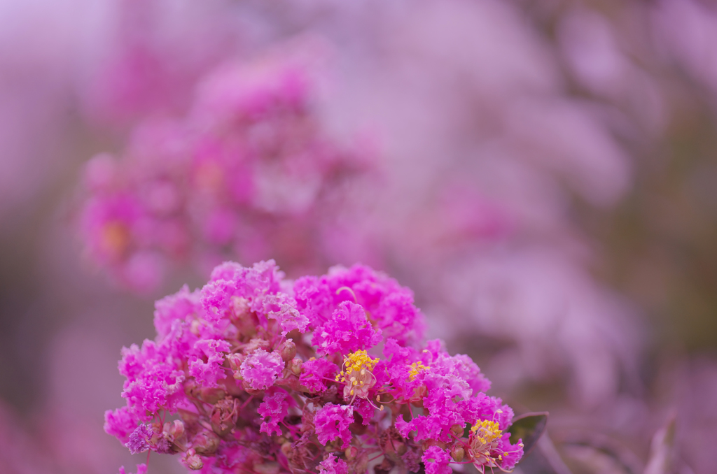 百日紅・２０