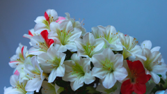 さつき・花柄６