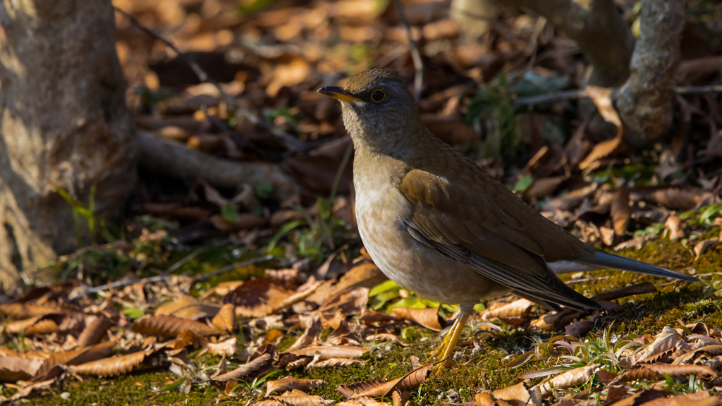 公園の野鳥たち＿５