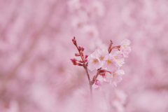 啓　翁　桜・３１＿６