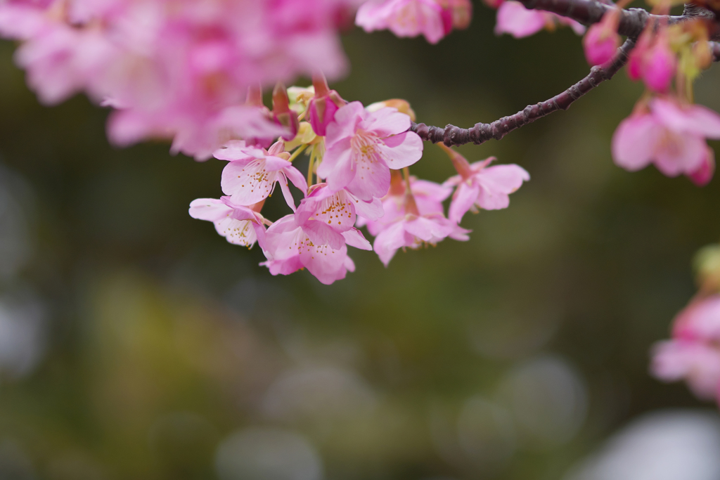 河津桜・１９＿１７