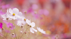 秋 桜・３０＿１
