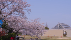 ときわ公園の桜＿２９