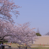 ときわ公園の桜＿２９