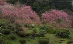 しだれ桜・３