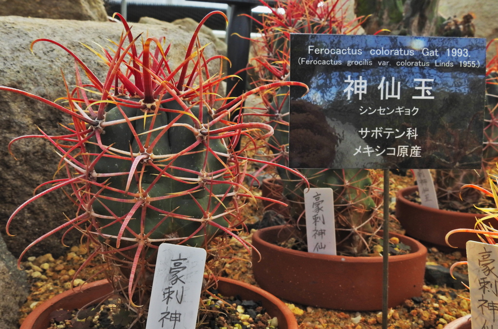 サボテン・２０
