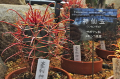 サボテン・２０
