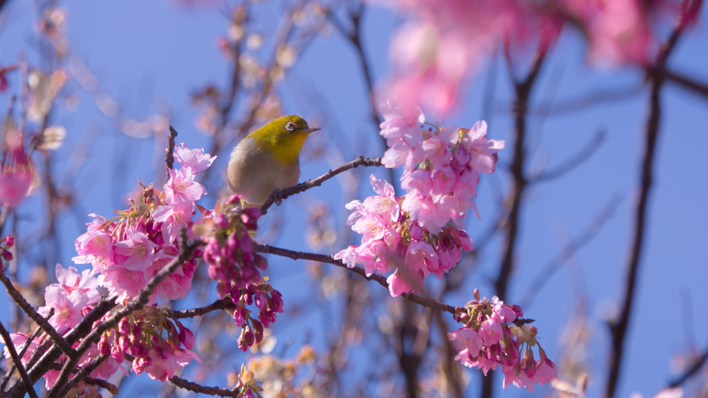 河津桜＿５