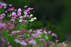 秋桜・１６
