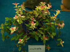 山野草・８