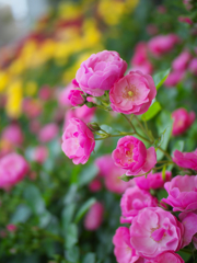 春薔薇・２４