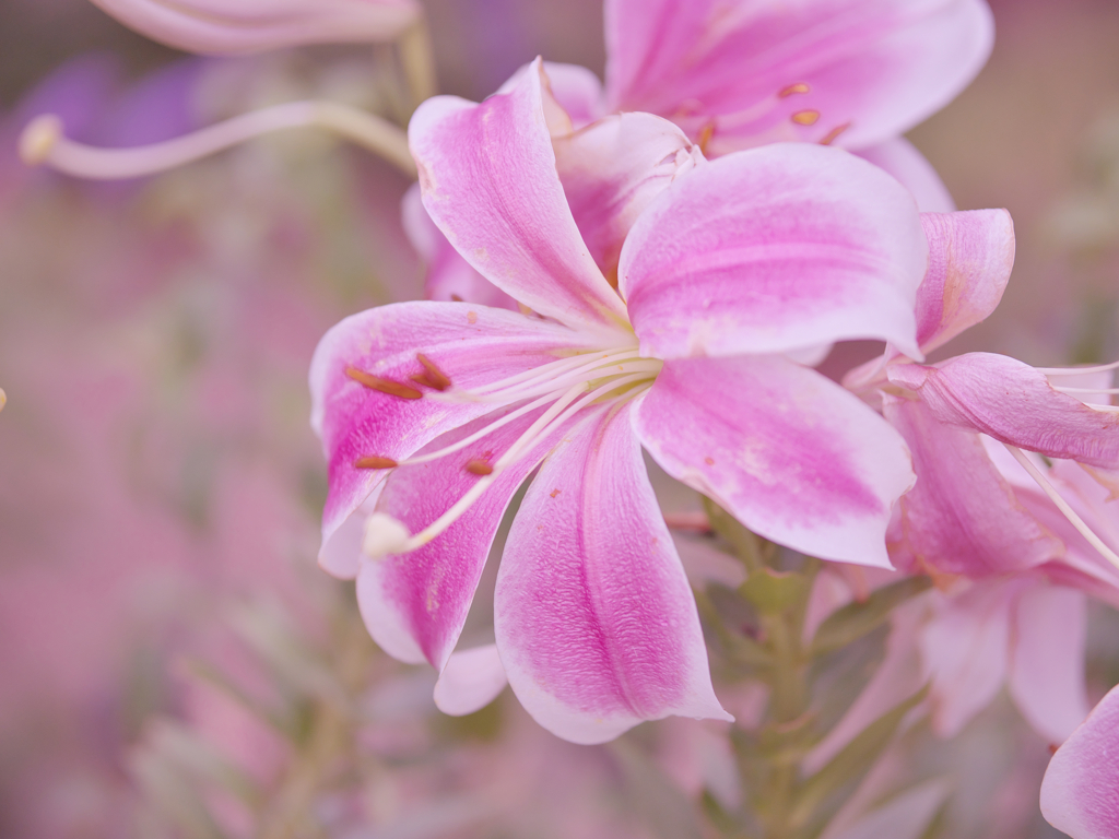 初夏の花・３＿４